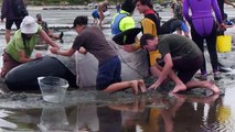 VOLUNTEERS TRY TO RESCUE WHALES FROM A MASSIVE BEACHING