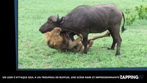 Un lion s'attaque seul à un troupeau de buffles, la vidéo impressionnante