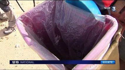 À l'île d'Oléron, des ânes pour nettoyer les déchets sur la plage