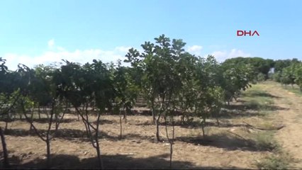 Aydın Incir Üreticisi Iyi Bir Yıl Bekliyor