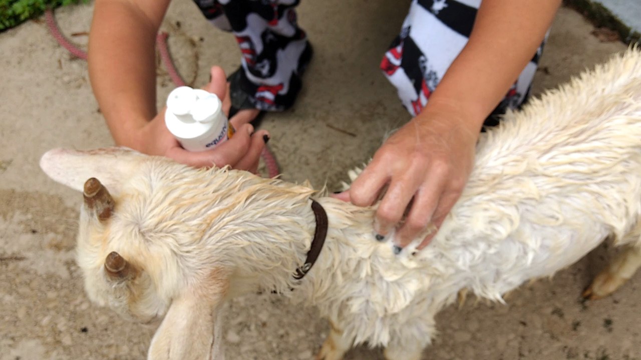 Rescue Goat has Lice