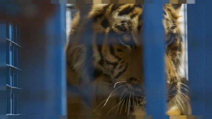 بعد البشر... الحيوانات السورية تلجأ إلى تركيا