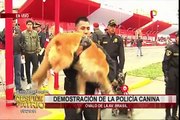 Policía canina presentará curioso espectáculo durante Desfile Militar