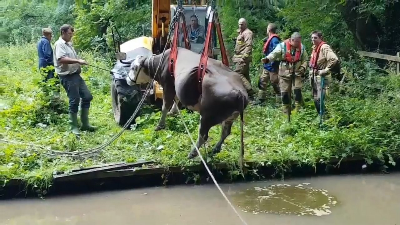 Clumsy cows rescued after falling into canal