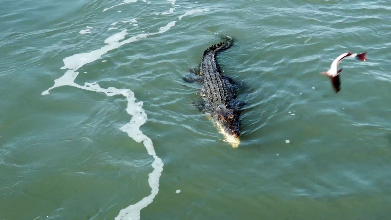 Crocodile Feeding