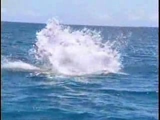 Orque video-Im alive