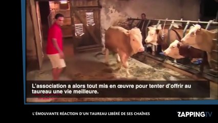 L'émouvante réaction d'un taureau libéré de ses chaînes (vidéo)