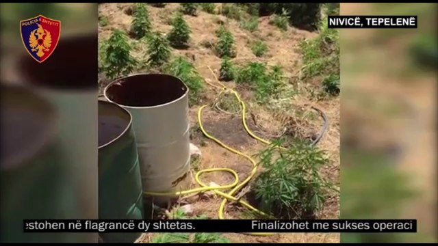 ASGJESOHET KANABIS NE NIVICE TE TEPELENES, POLICIA NE AKSION, ARRESTOHEN DY KULTIVUESIT LAJM