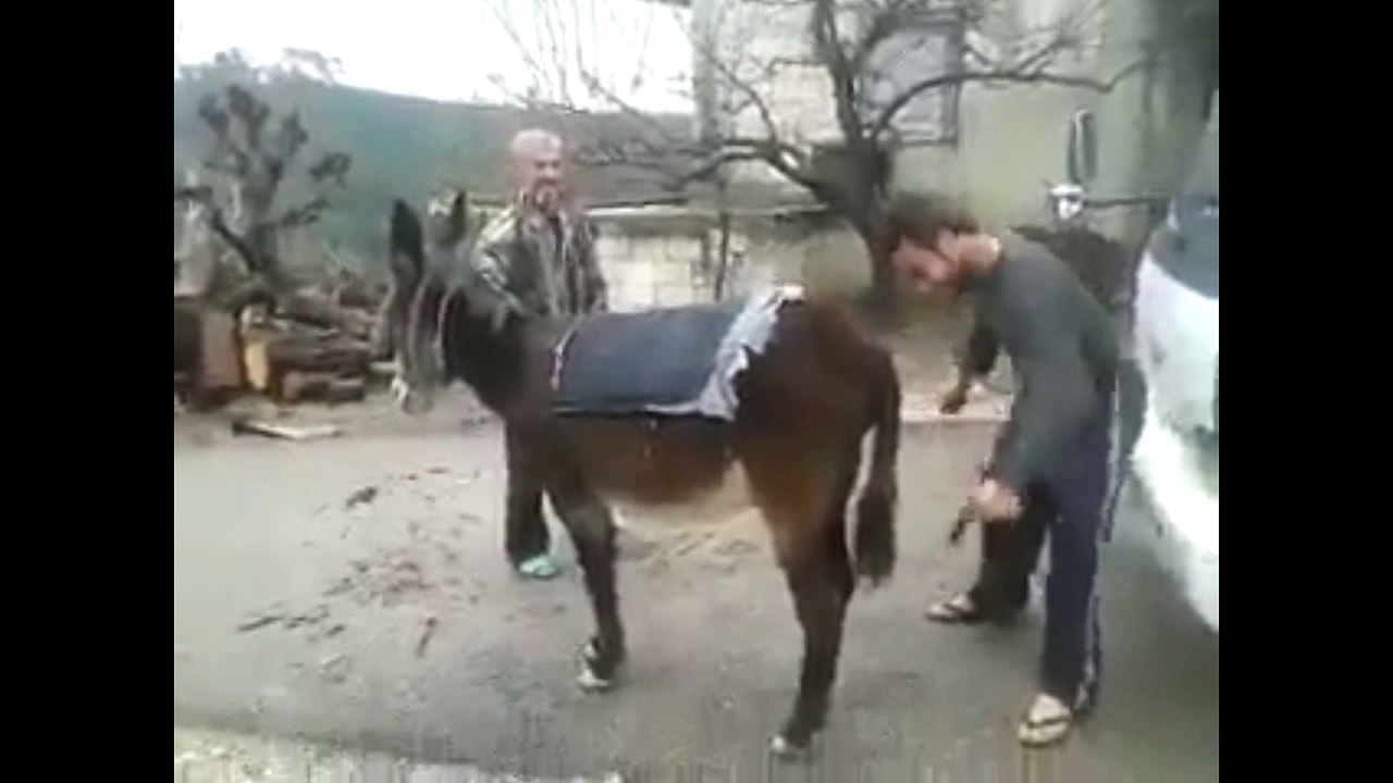 Funny How Start a Donkey