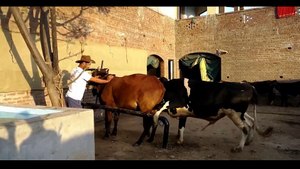 Buffalo Breeding Best Part 2