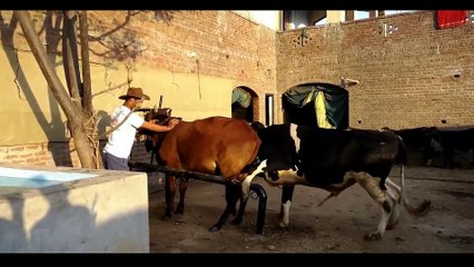 Buffalo Breeding Best Part 2