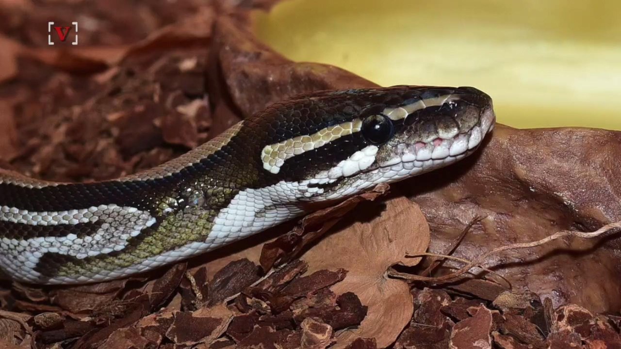 Firefighters Cut Off Boa's Head To End Attack:9...