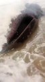 Baleia é encontrada morta em praia no ES. Vídeo: Regiane Garcia