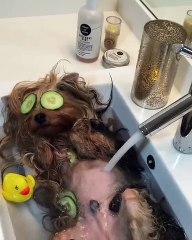 Voici un petit chien extrêmement gâté !