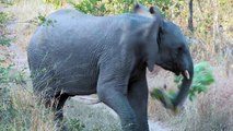 Sur animaux éléphants pour drôle Apprendre des sons les tout-petits avec Zoo animal blippi 2017
