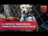 Metro da albergue a perros rescatados en sus instalaciones