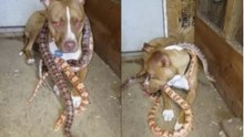 Pit Bull with Corn Snakes