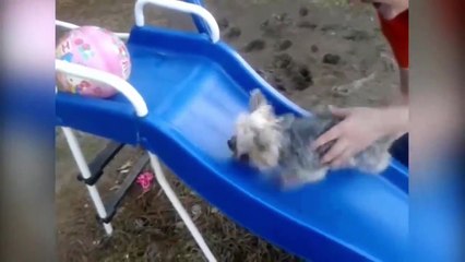 Funny videos 2017 Try not to laugh with funniest shooting pranks #17-1