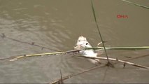 Sivas Kızılırmak'ta Balık Ölümleri Görüldü