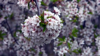 Japanese cherry bloom I