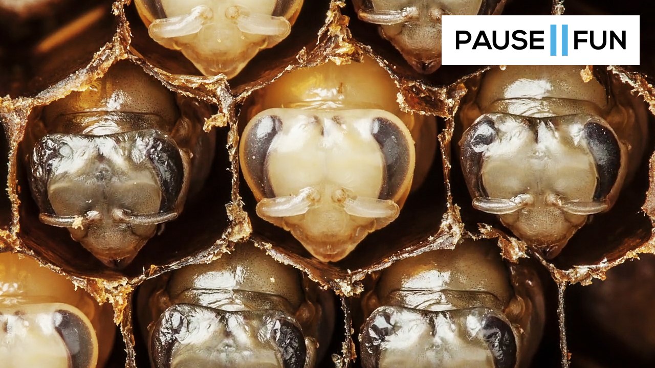 Un timelapse impressionnant de la naissance des abeilles