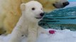 Australian polar bear cub thrilled to explore new enclosure