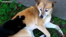 Funny Cats Massage II Cats massage dogs II Funny animals II Funny animals ever