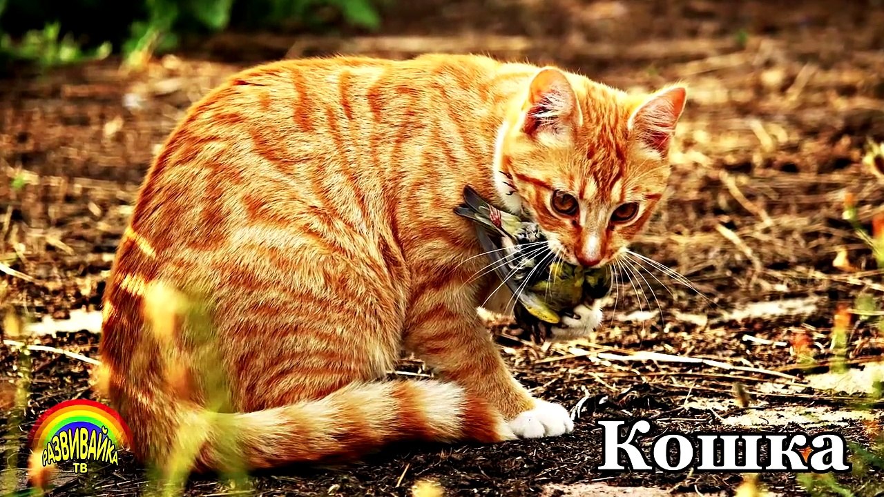 Niños para animales domésticos en la canción granja historieta sobre las voces de los animales que les gusta govo