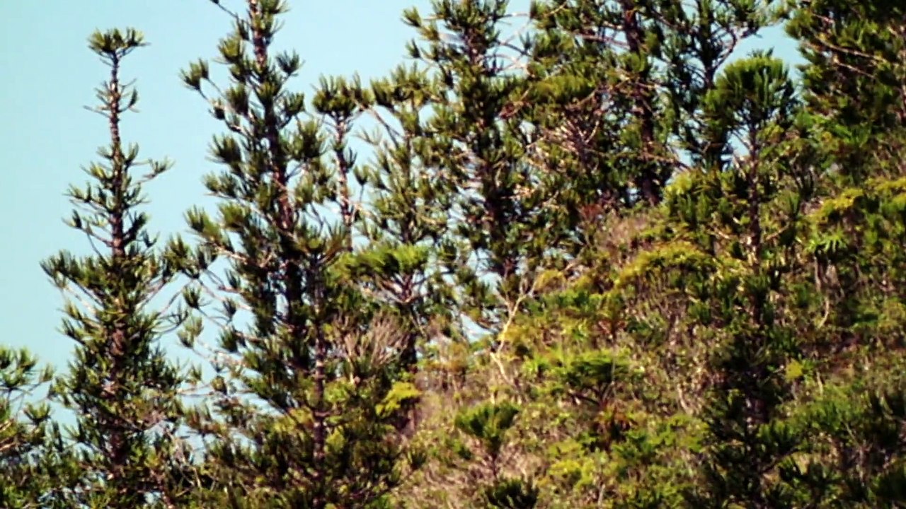 Walking With Dinosaurs - 1 of 6 - New Blood 1080p HD