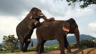 XXXX Elephant Hot Mating in Jungle