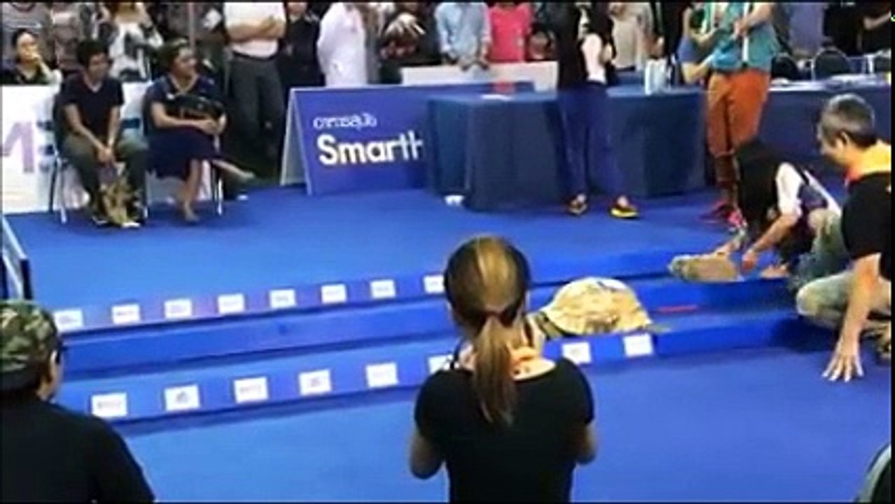Turtle Wins again even in the Modern Age