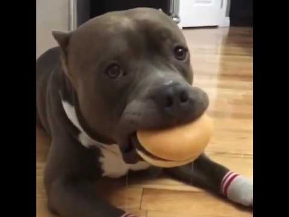 Ce chien attend avant de manger son burger et il en peut plus !