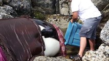 Sauvetage d'une baleine échouée dans les rochers pendant la marée basse