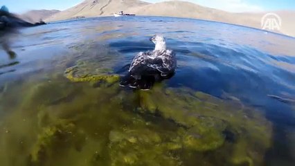 Türkiye'nin en yüksek rakımlı gölü, dalış meraklılarını bekliyor