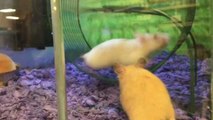 Hamster's Wheel Workout Goes Horribly Wrong