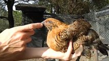 Diferenciar de gallinas gallos 2-3 meses de edad