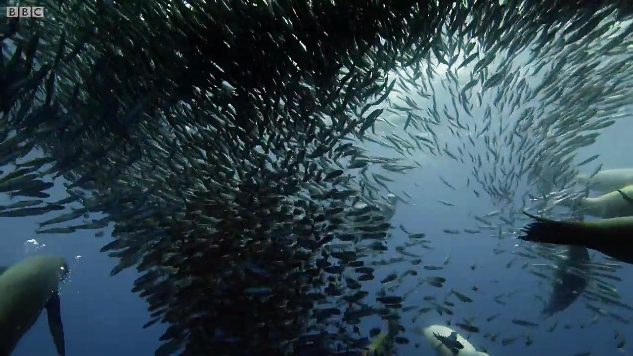 Sardine Feeding Frenzy: Whale, Shark, Dolphin and Sea Lions - The Hunt - BBC Earth