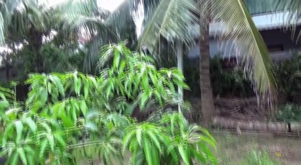 Người đàn ông miền Tây chọc tổ vò vẽ