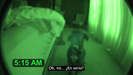 Este papá activa una cámara con visión nocturna y captura a su perro actuando raro a las 5 AM