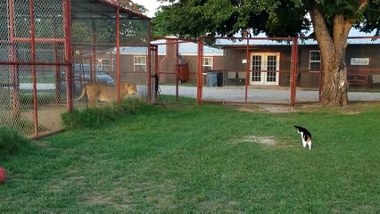 Brave housecat challenges LION