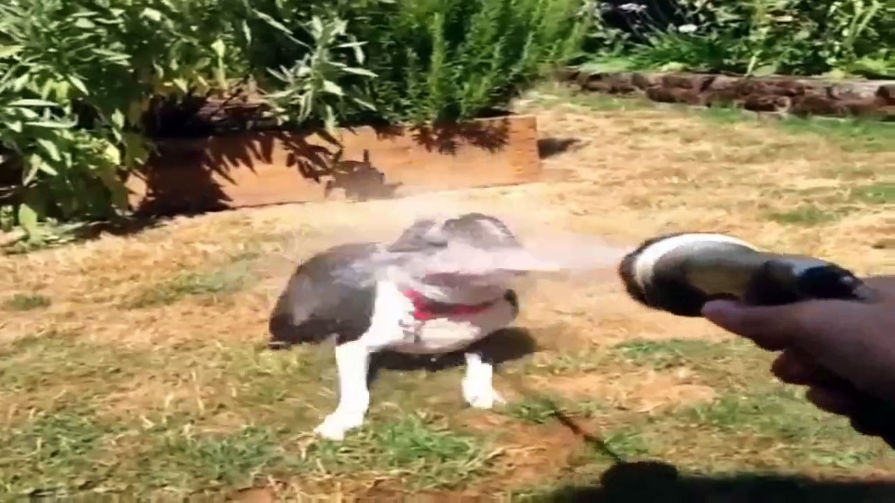 Super FUNNY ANIMALS - TRY TO STOP LAUGHING (Part 1)