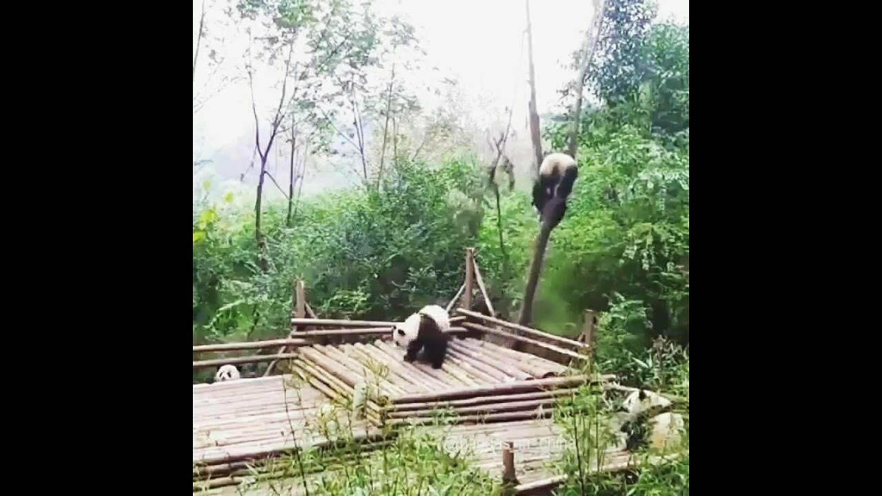 Super FUNNY ANIMALS - TRY TO STOP LAUGHING (Part 2)