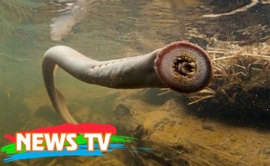 Top 10 sinh vật bạn chưa từng biết sự tồn tại của chúng