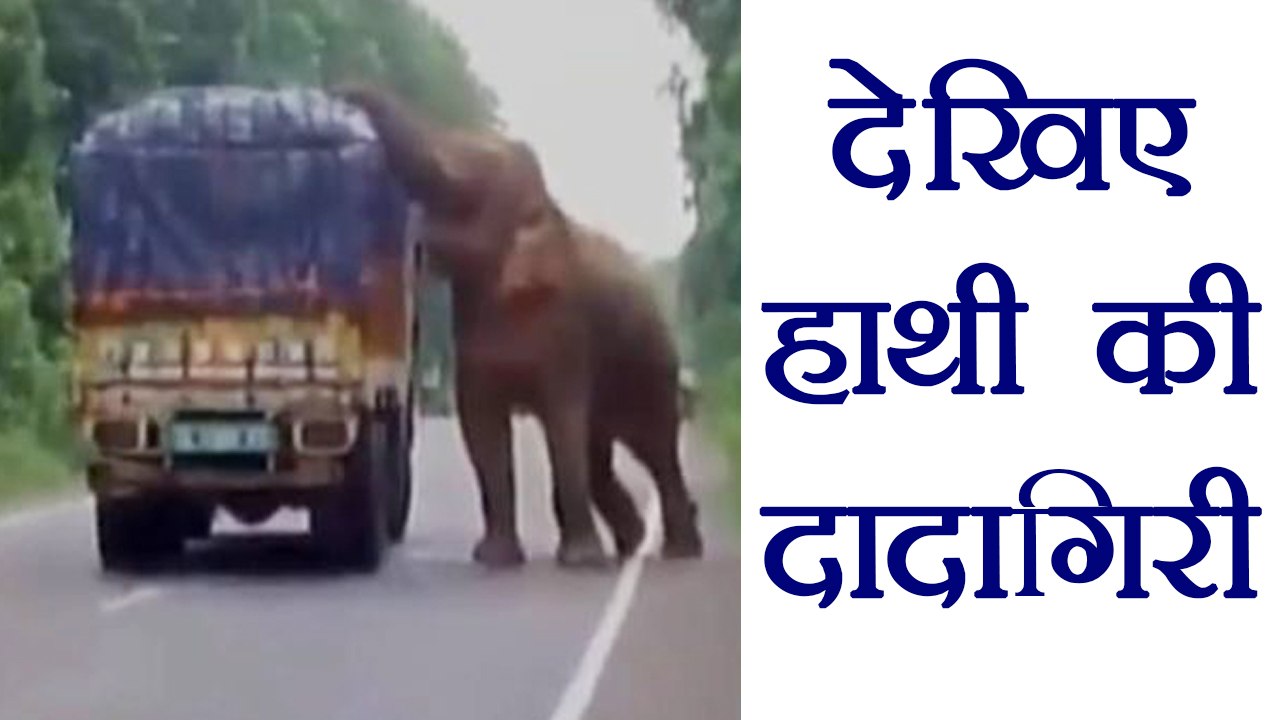 Elephant eats potatoes after stopping truck, Watch Video । वनइंडिया हिंदी video Dailymotion
