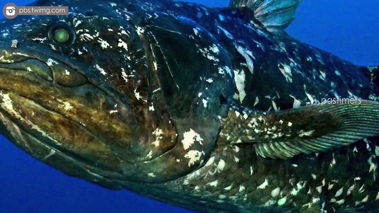 Top 10 Extinct Animals That Aren't Extinct