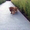 Winziges Löwenbaby taucht aus dem Gras auf und versucht zu brüllen, aber was stattdessen kommt ist zu niedlich