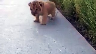 Winziges Löwenbaby taucht aus dem Gras auf und versucht zu brüllen, aber was stattdessen kommt ist zu niedlich