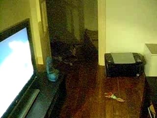 Petit Chat - Cat - Exo