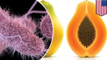 Salmonella linked to papayas kills one, 12 others hospitalized