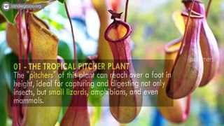 Top 10 Plants That Eat Animals